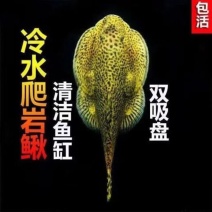 鱼缸清洗蓝塘吸食杂物清理鱼缸
