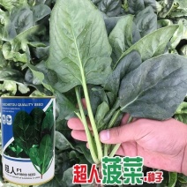 拖车头超人圆叶菠菜种子中早熟四季高产厚嫩耐抽苔基地大田