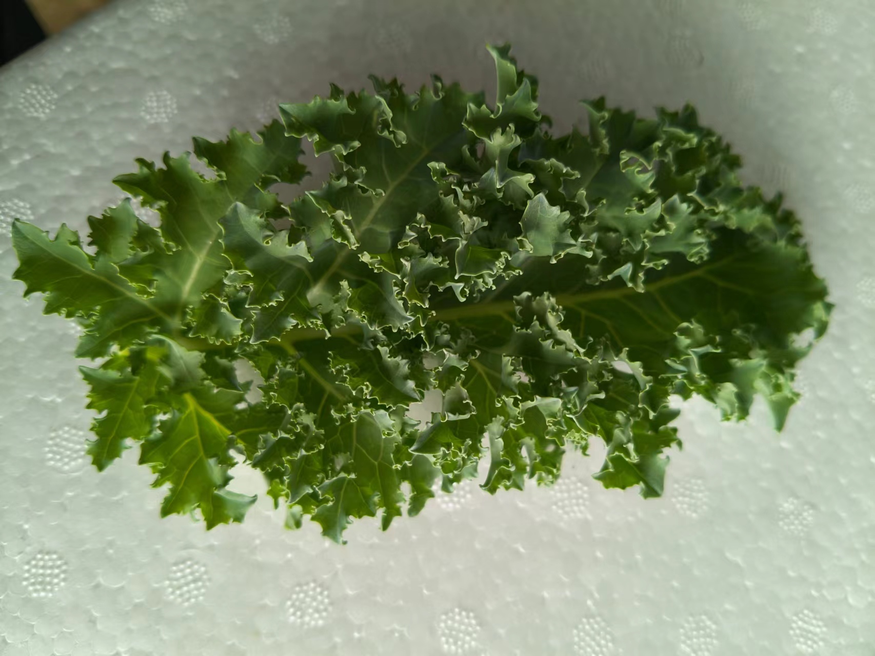 羽衣甘蓝的植物形态