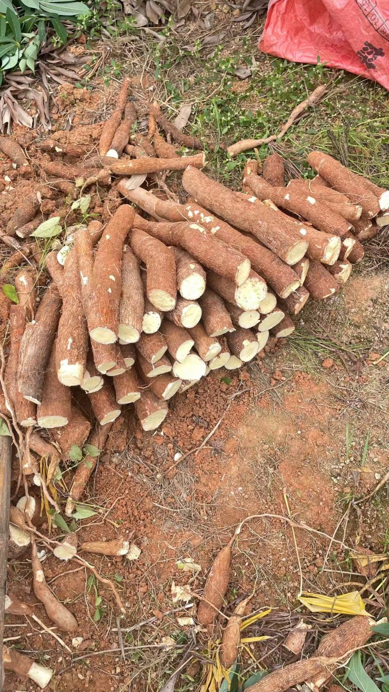 黄肉木薯华南9号面包木薯,产地直供,真空包装