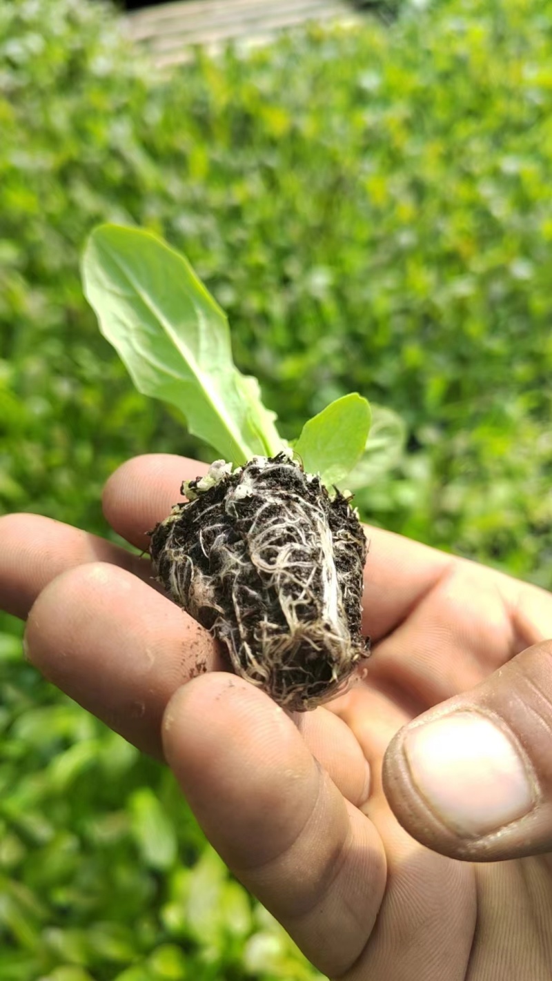红尖叶莴莴笋苗聊城育苗厂直发长期合作基地种植代育苗