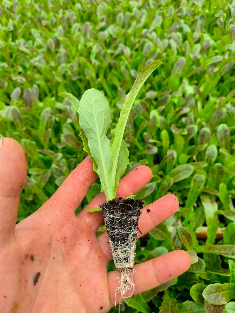 红尖叶莴莴笋苗聊城育苗厂直发长期合作基地种植代育苗
