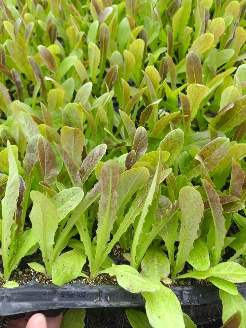 红尖叶莴莴笋苗聊城育苗厂直发长期合作基地种植代育苗