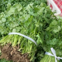 河南商丘精品大叶香菜产地发货一手货源批发品质保证价格美丽