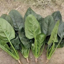 河南商丘精品大叶菠菜产地发货一手货源批发品质保证价格美丽