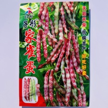 正宗家雀蛋豆角种子早熟鼓豆嘎嘎面油豆角种子小红鱼豆角种子