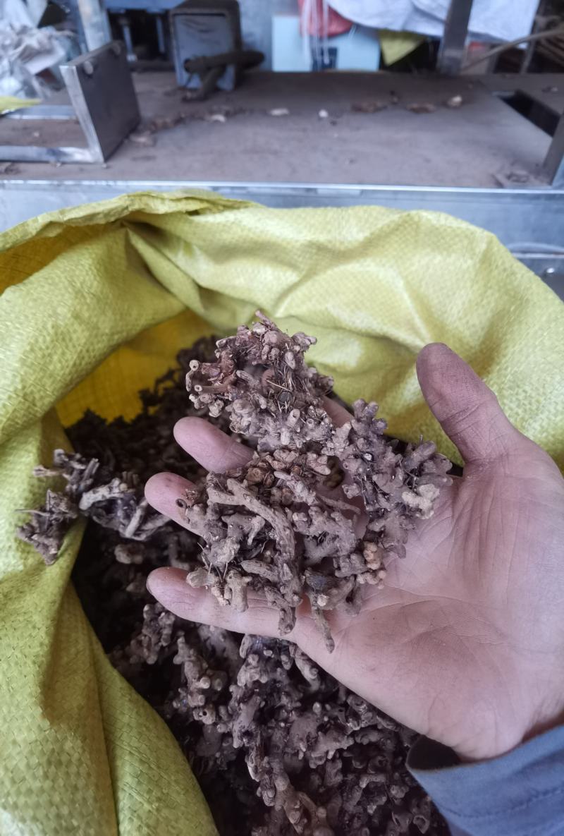 淫羊藿根子干货,仙灵脾5斤起包邮