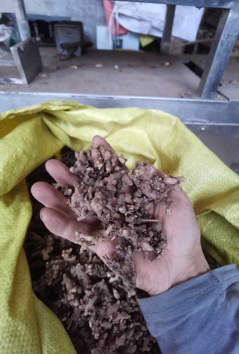 淫羊藿根子干货,仙灵脾5斤起包邮