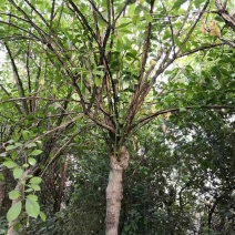 拴翅卫茅景观树