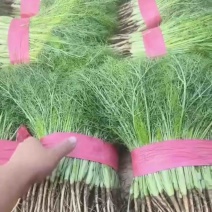 【推荐】河北茴香精品货源产地一手货源可视频看货