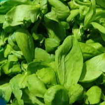 大叶茼蒿菜