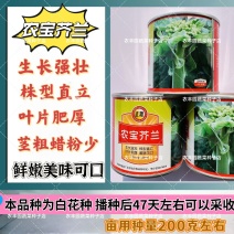 正源农宝芥兰种子叶片肥厚鲜嫩美味可口芥兰种子腊粉少白花芥