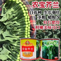 正源农宝芥兰种子叶片肥厚鲜嫩美味可口芥兰种子腊粉少白花芥