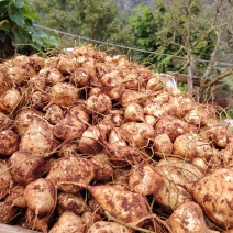 豆薯，凉薯土瓜