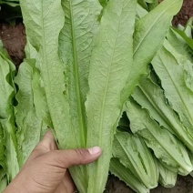 【荐】河北油麦菜，基地供应量大质量好，超市市场电商