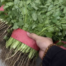 本地香菜大量有货，品质优良，价格合适，欢迎老板们采购