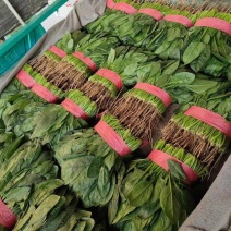 【推荐】大叶菠菜热卖河北邯郸产地直销保质保量价格便宜