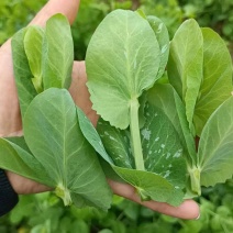 贵州精品豌豆苗出口香港新加坡