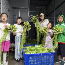 大理洱源海菜花、基地直发一手货源