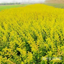 金叶女贞树苗小叶女贞苗庭院围墙道路绿化绿篱耐寒四季常青女