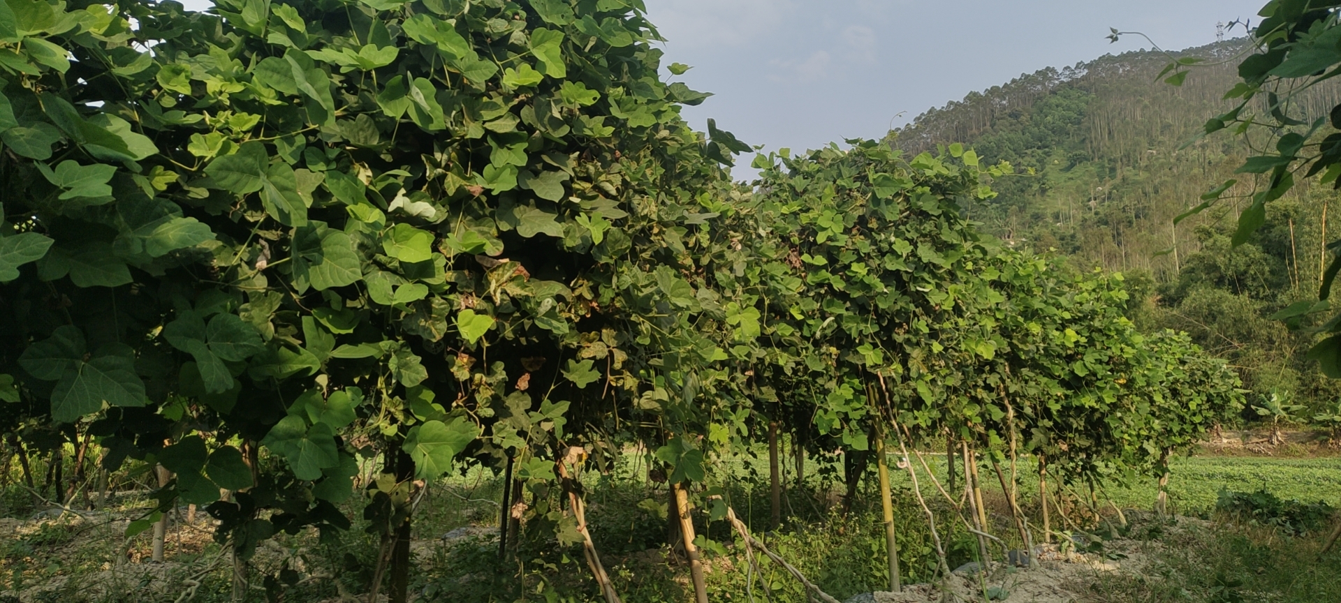 粉葛整体植株形态