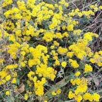 野生鲜菊花