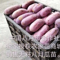 无籽八月瓜苗推广送苗种植签合同包回收