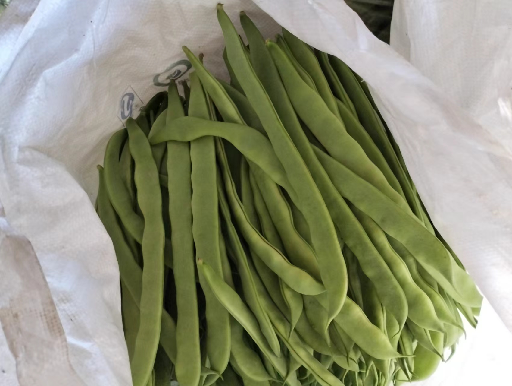 绿扁豆实物图