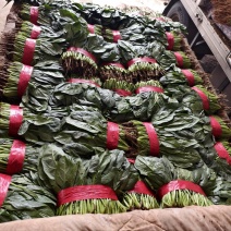 [牛]{精品}菠菜（支持各种商超）走商超市场必选