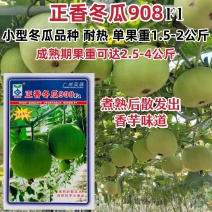 正香冬瓜908芋香冬瓜种籽小型冬瓜种子香芋味冬瓜耐热高产