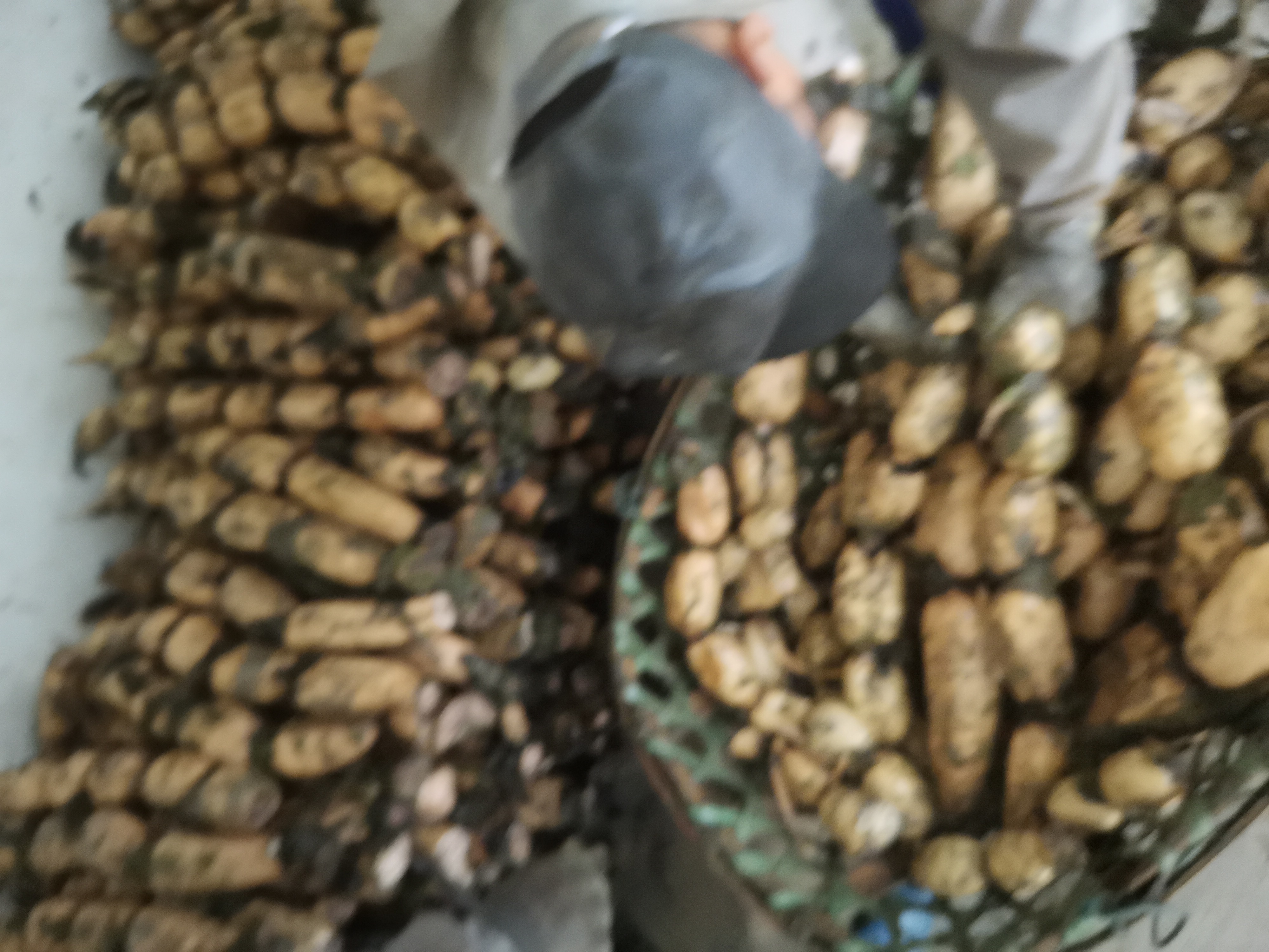 展示“鄂莲五号”莲藕在加工环节的应用,如清洗、切片、包装等流程 “鄂莲五号”莲藕加工场景