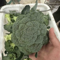 云南精品西兰花大量供应，产地直发，货源充足，量大从优