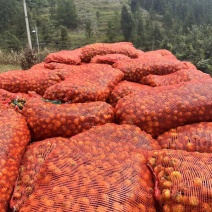精品刺梨产地直供可视频看货供超市批发市场欢迎咨询