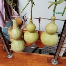 奇型葫芦