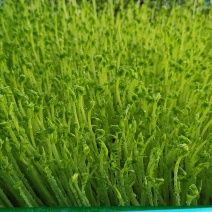 水培麻豌豆苗，大量上市，可视频看货，量大从优
