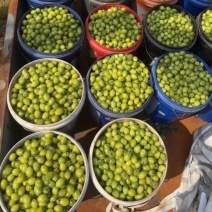 山东精品小番茄，青甜2号番茄，基地现货新鲜直发欢迎订购