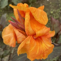 紫叶美人蕉高度30-50cm