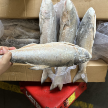 午鱼白午鱼马友鱼500/700/1000/2000