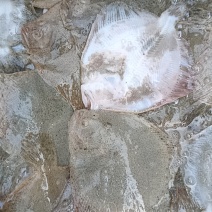 [牛]水产海水鱼类多宝鱼比目鱼大量供货一手货源