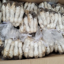 新鲜鸡腿菇，产地直发，可定制各种规格包装。