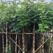 桃花心木5-12公分出售可视频看货，欢迎实地考察