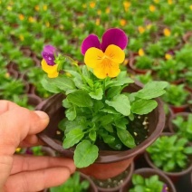 草花角堇、三色堇小杯、120杯基地有量，价优，欢迎订购。