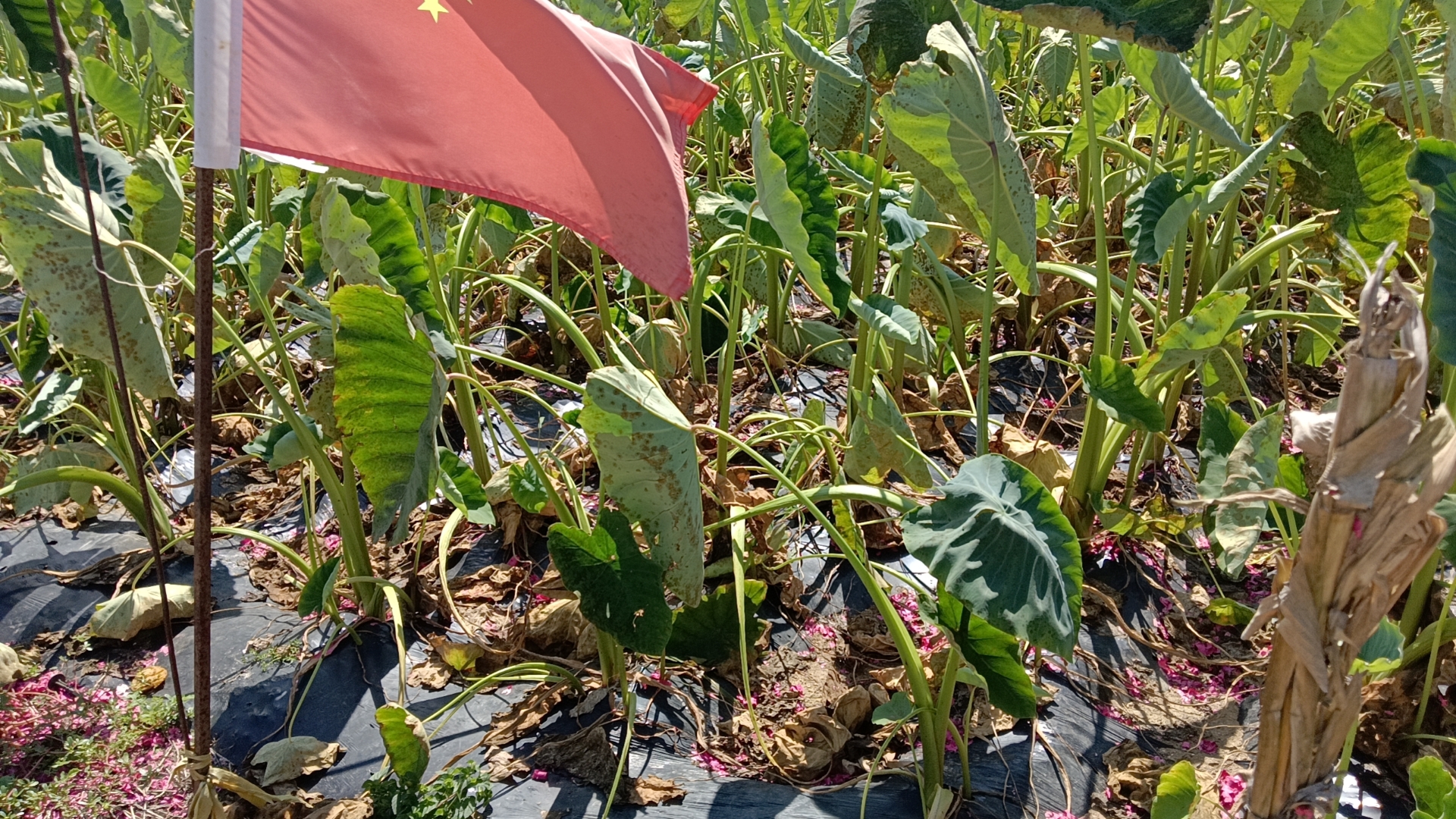 毛芋头种植场景图