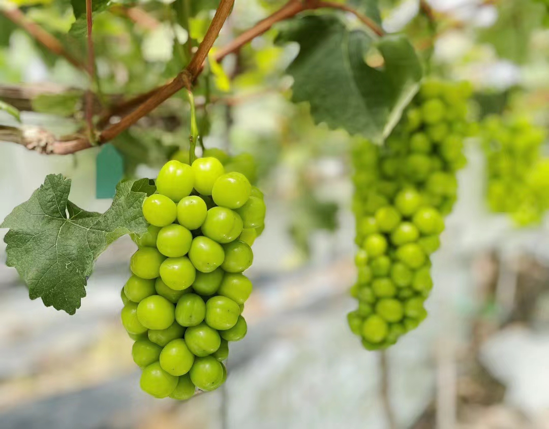 阳光玫瑰青提摆放在果盘中,展示其晶莹剔透的外观与诱人色泽 阳光玫瑰青提果盘展示图