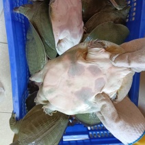 青背白底外塘甲鱼