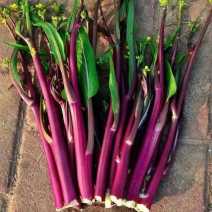 【推荐】湖北红菜苔供应市场商超电商量大价优