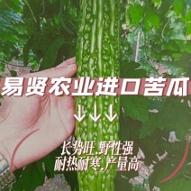 精品苦瓜种子精品耐热耐寒苦瓜种子成活率高品质保证