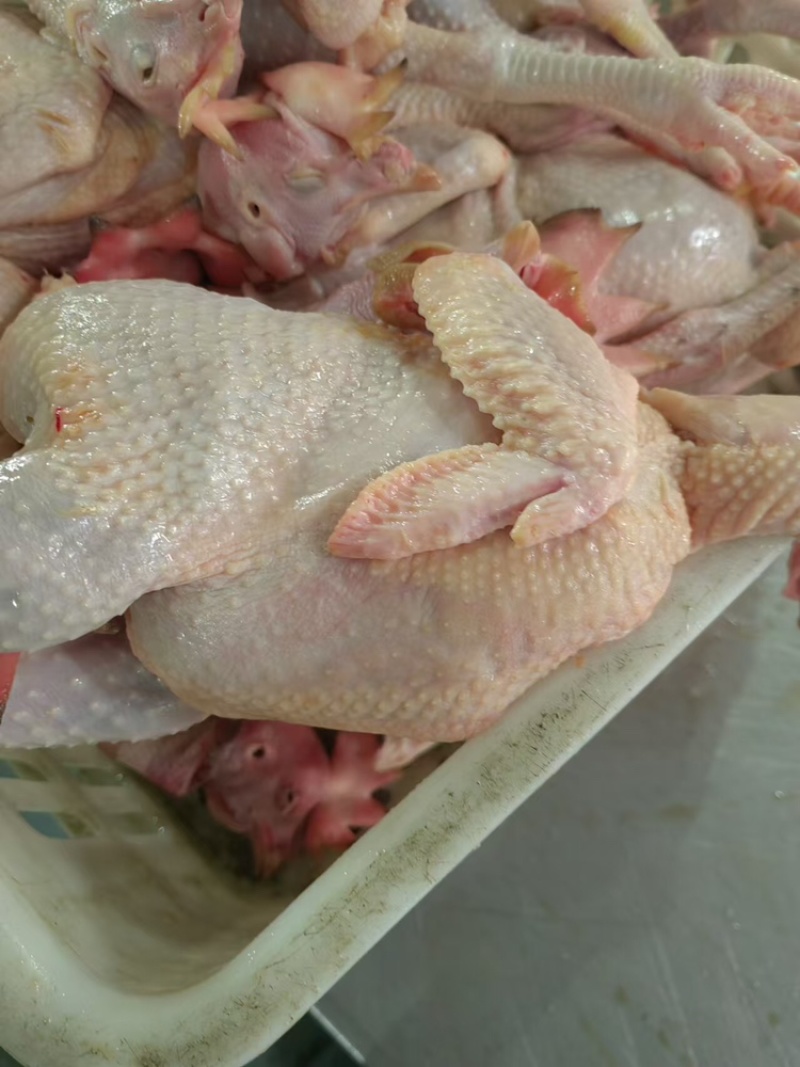 农优黑腿大管公鸡,支持视频看货,可发往全国市场