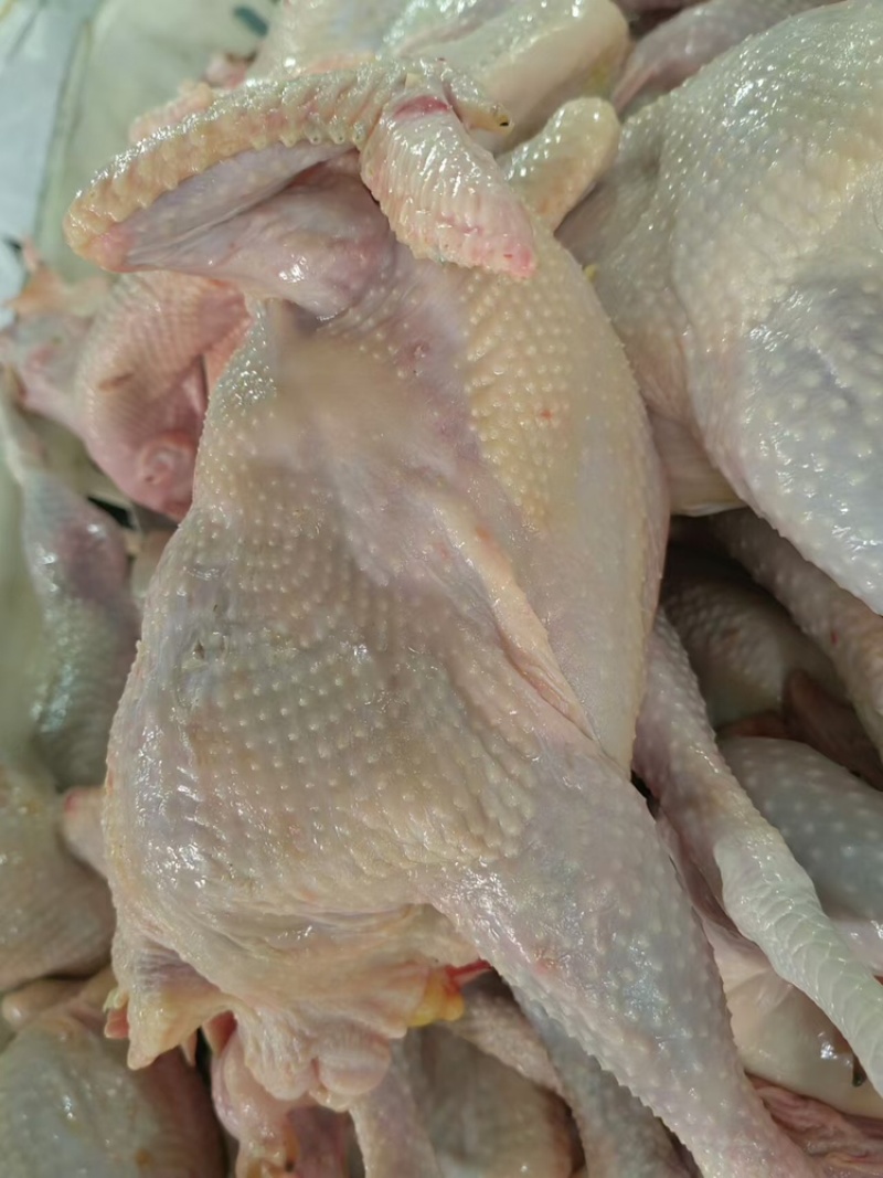 农优黑腿大管公鸡,支持视频看货,可发往全国市场