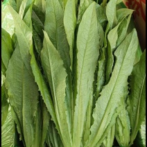 油麦菜产地直销量大质优价格优惠支持视频看货欢迎采购